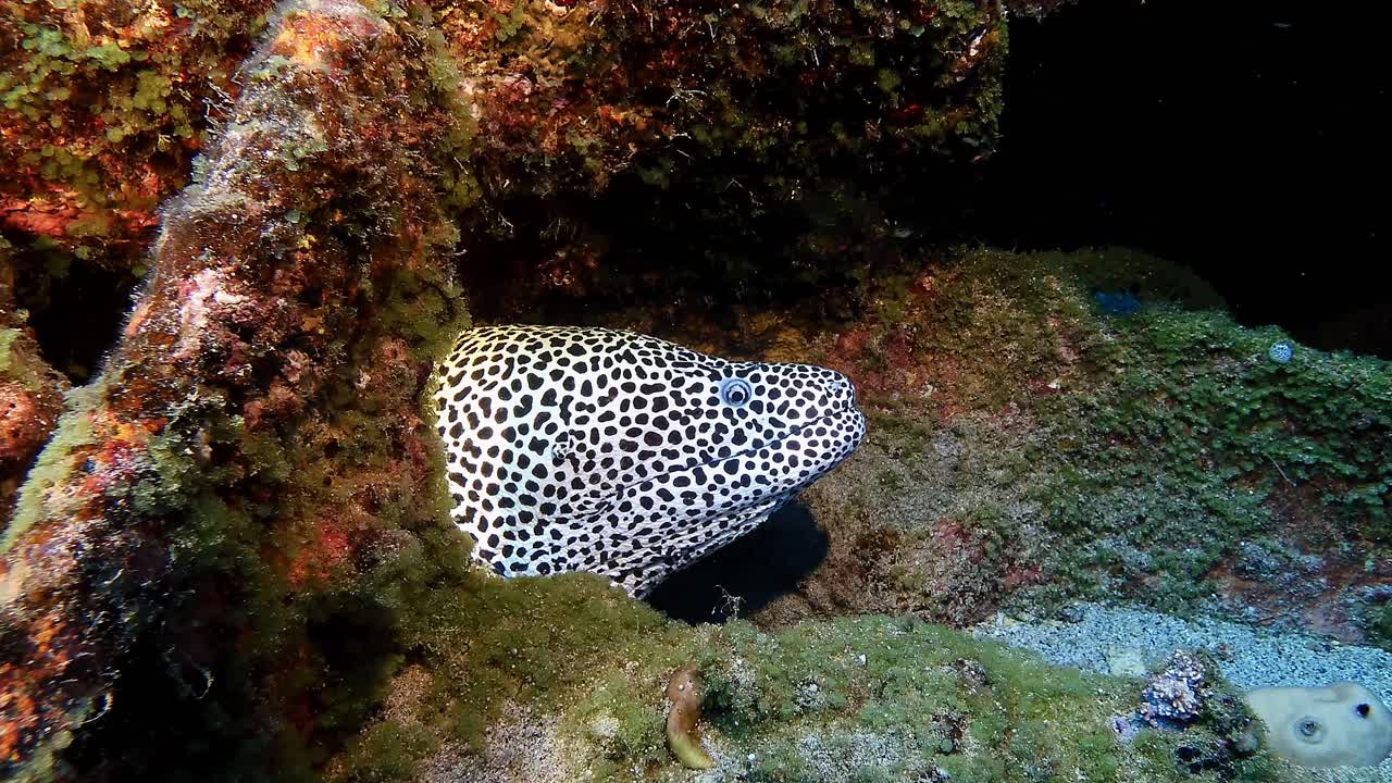 Close-up of a leopard moray eel emerging from a rocky coral reef in the clear waters of Mauritius, showcasing marine biodiversity in vibrant underwater detail.