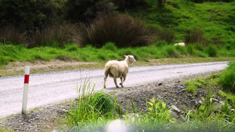 Oveja-Perdida-Vagando-Sola-Por-El-Camino