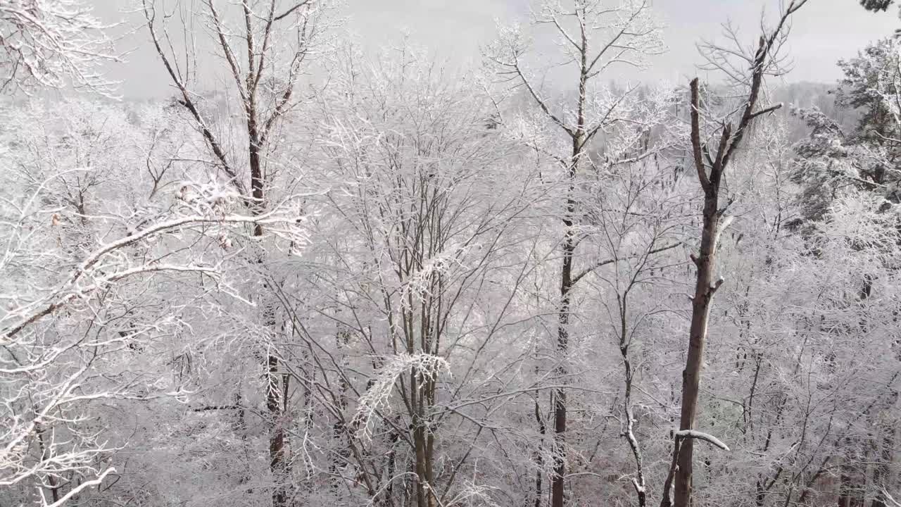 눈 덮인 숲의 항공 영상