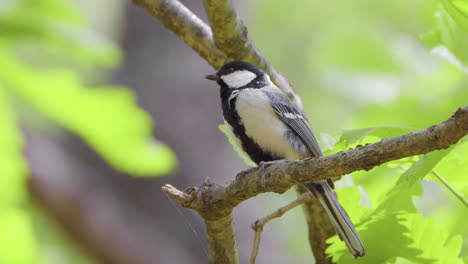 japanese tit bird preen feathers and sing perched on a tree branches in spring seoul park, south korea