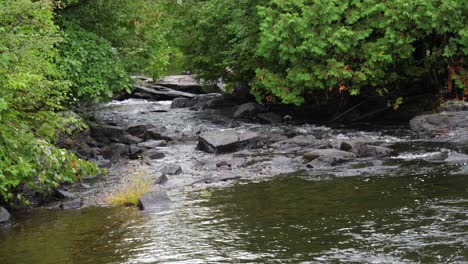 río que conduce a aguas blancas peligrosas estrechas - arroyo rocoso en bosque verde