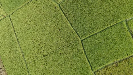 Aerial-view-shot-of-vast-paddy-field