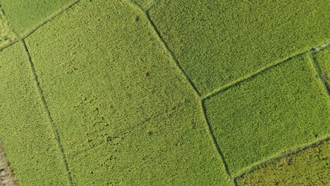 Toma-De-Vista-Aérea-De-Un-Vasto-Campo-De-Arroz