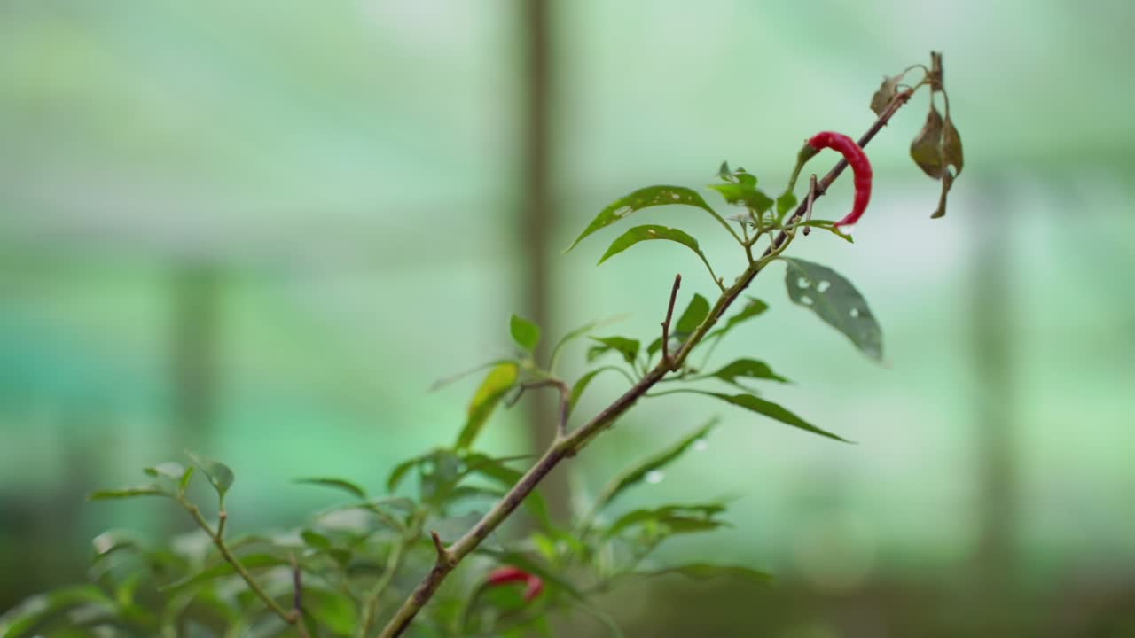 불타는 우아함: 은 칠리 맛이 흘러내립니다.