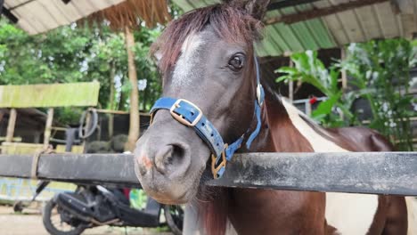 close-up of a miniature horse