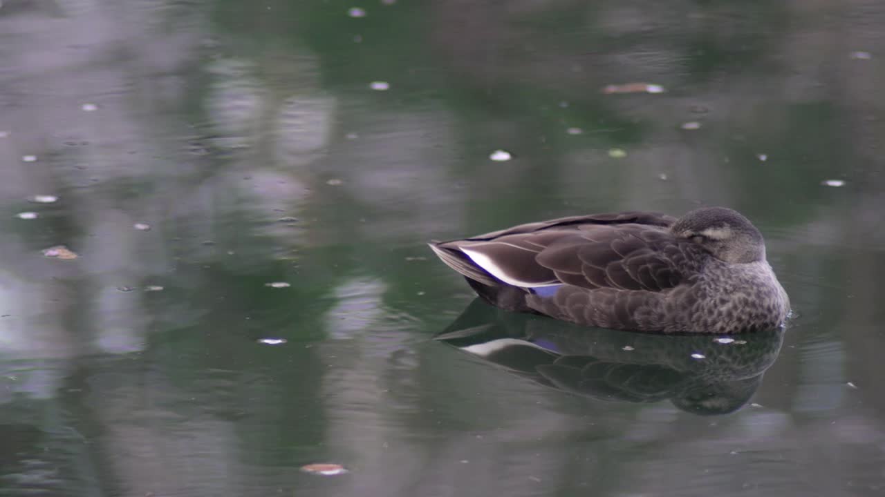 el paisaje de un pato durmiendo en el agua en tokio, japón - toma de primer plano