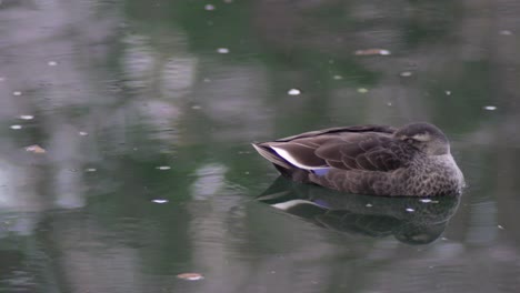 Paisaje-De-Primer-Plano-De-Un-Pato-Durmiendo-En-El-Agua-En-Tokio,-Japón---Primer-Plano