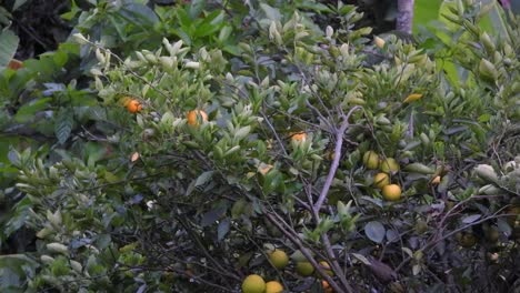 gray bird jumps on the branches through the apples on the treetop, static