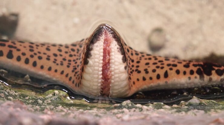 Close up of the sea staring at the bottom of the sand in the Asian region