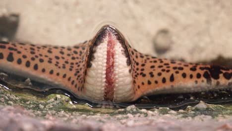 close up of the sea staring at the bottom of the sand in the asian region