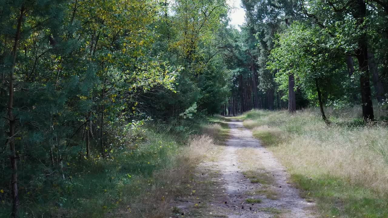 un camino a través de un bosque exuberante