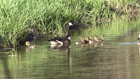 Swiming Canada Goose With Baby Gosling