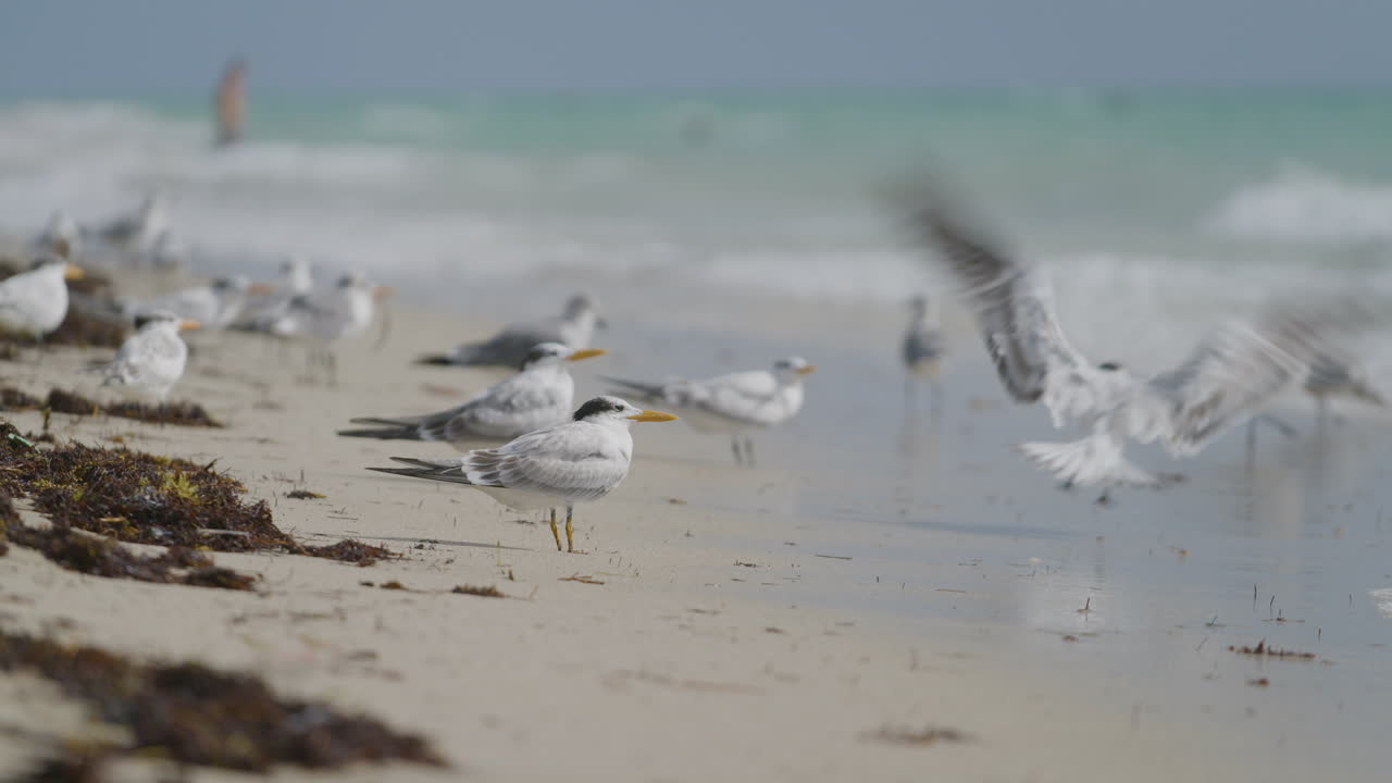Seagulls on the shore of South Beach Miami surrounded by seaweed.