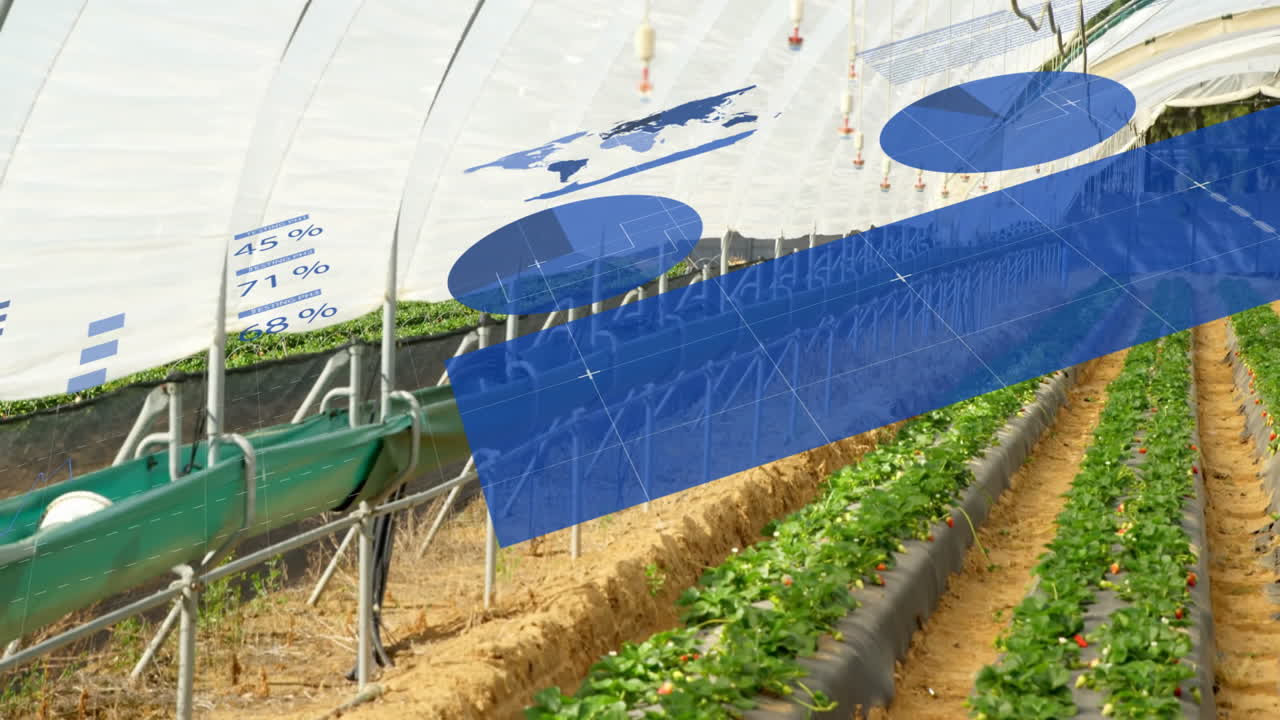 Greenhouse interior showing raised strawberry beds, featuring irrigation pipes in flat design