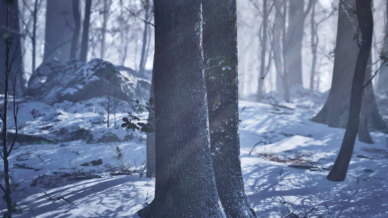 겨울의 숲 장면: 마법의 눈 인 숲