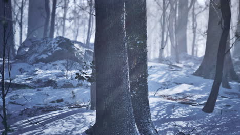 winter forest scene: magical snowy woods