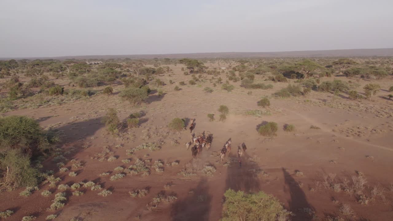Orbit aerial shot of cows herding in bush savannah