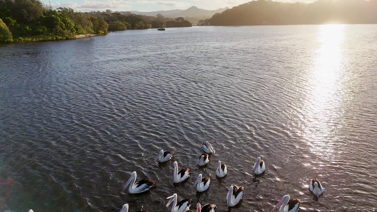 Aerial view of pelicans gathering on a tranquil river during sunset, showcasing serene natural beauty and calm waters