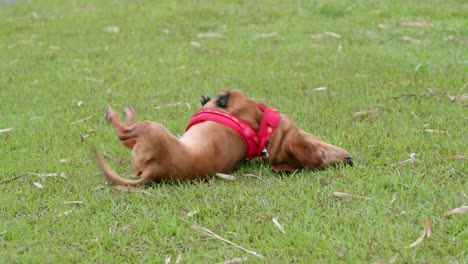 perro dachshund en el parque