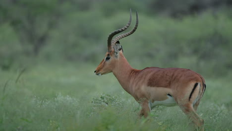 impala in the african savanna