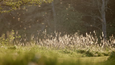 hay fever plants emitting pollen