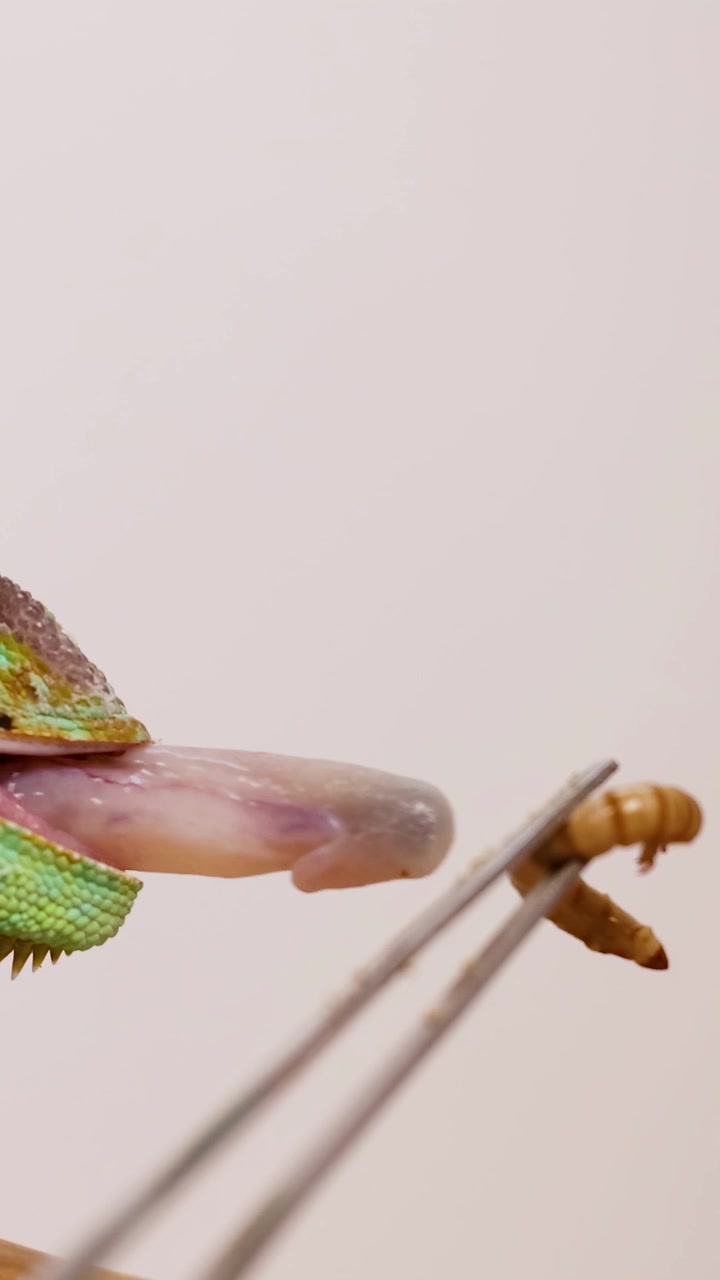 Seekor bunglon berjubah menjulurkan lidahnya untuk menangkap cacing. Close-up, pencahayaan alami menonjolkan warna cerah reptil tersebut.