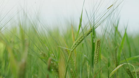 Campo-De-Cereales-Con-Tallos-De-Cereales-Verdes-Y-Primer-Plano-De-Rocío-De-La-Mañana-Verde-Paja