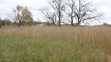 fall color trees on the edge of a field grass blowing in the foreground