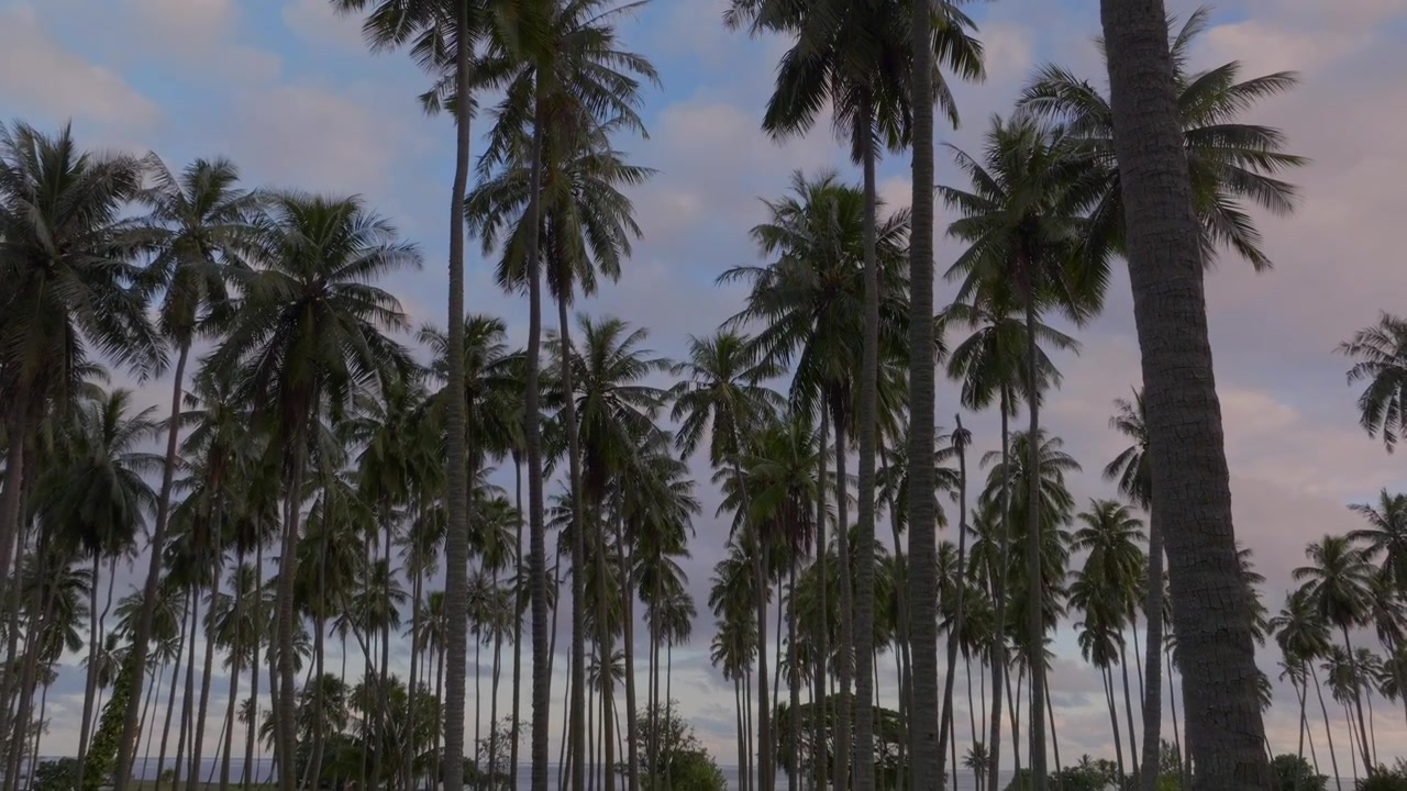 Papara Tavera Isola di Tahiti, fila di palme da cocco, piantagione, terreno agricolo, Polinesia Francese, drone aereo, Papeete, Tautira, Taiarapu, Monoi, tramonto nuvoloso, Oceano Pacifico meridionale, panoramica all'indietro verso il basso che rivela.