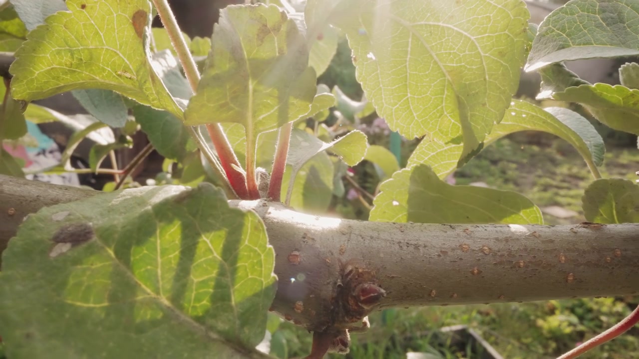 La luce del sole filtra attraverso foglie verdi bagnate su un ramo d'albero