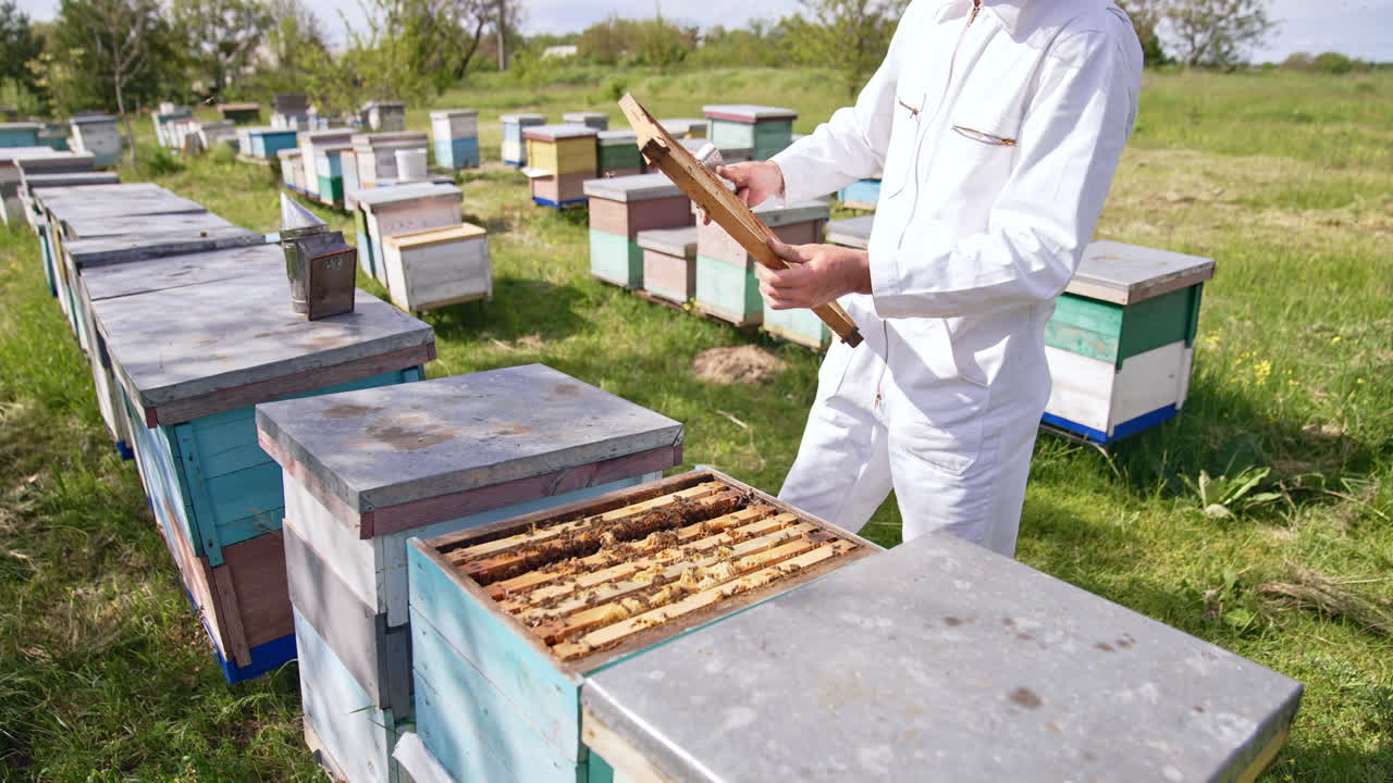 Man in white overall comes up to his bee hives. Apiarist uses metal tool to clean the honey frame.