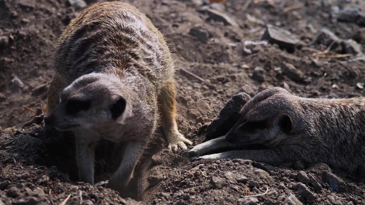 Un primo piano mozzafiato, cinematografico e con teleobiettivo, che cattura una coppia di suricati vigili che cercano cibo attivamente, scavano, all'interno di un ambiente desertico arido e baciato dal sole