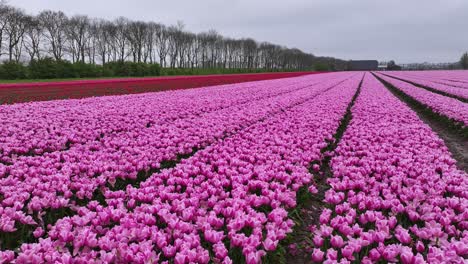 la belleza encantadora de los campos de tulipanes púrpura. fotografía aérea