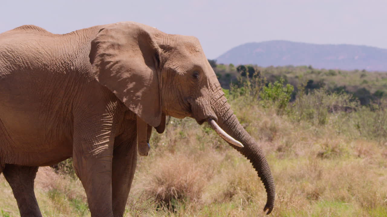 Afrikansk savanneelefant spejder ud over savannen ved middagstid.