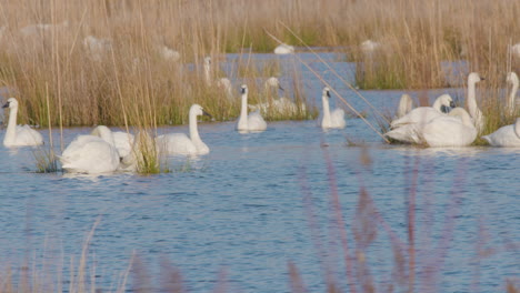 cisne de tundra en la parte este de carolina del norte