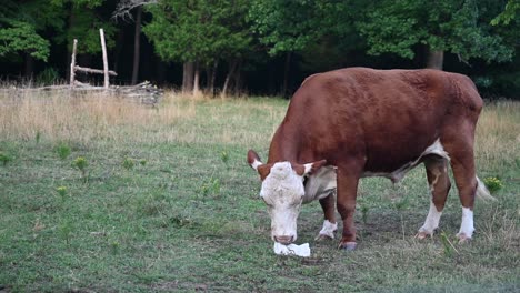 cow in pasture licking salt lick at kings mountain, north carolina