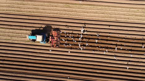 agricultural work on a tractor farmer sows grain. hungry birds are flying behind the tractor, and eat grain from the arable land.