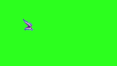 animated colorful beauty butterfly on green screen chroma key