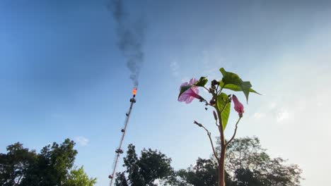 Close-up-of-flower-in-contrast-with-burning-Gas-Flare-industry,-huge-smokestack