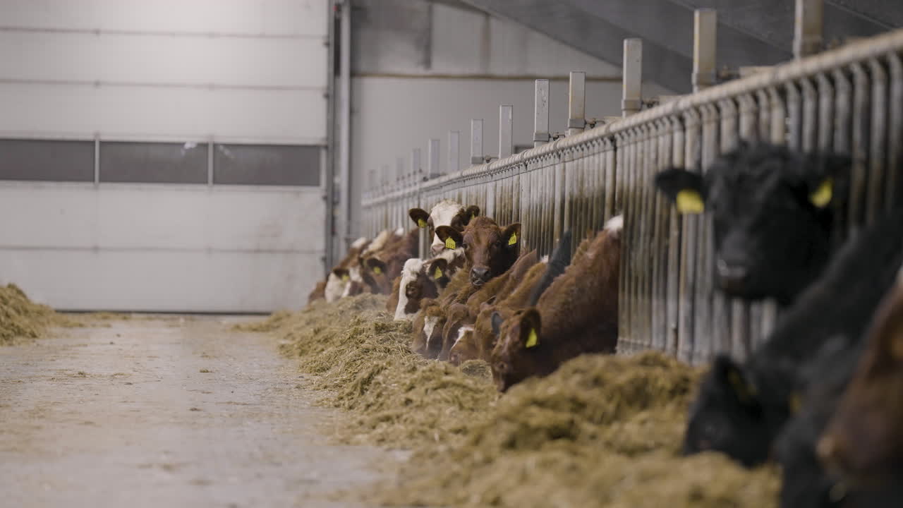 Beef cattle in barn with indoor pens feeding on hay, low angle