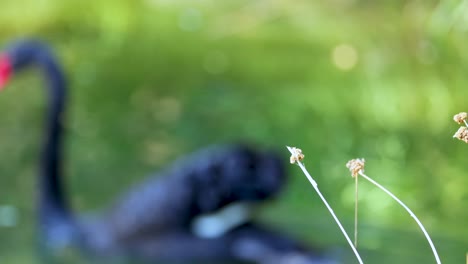 A black swan glides gracefully across a serene pond, surrounded by lush greenery, captured in soft, natural lighting