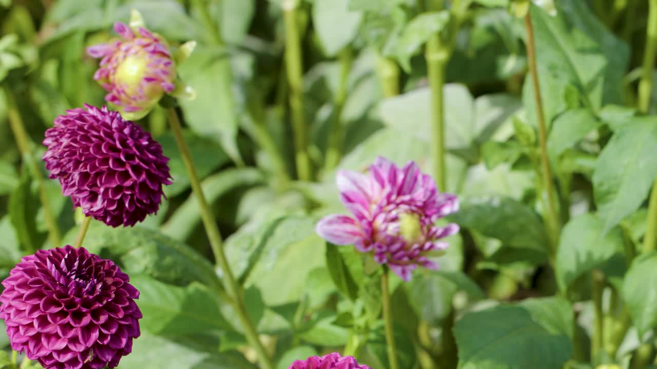 Camera pans across vibrant purple pompon dahlias in bright outdoor garden, natural sunlight, shallow focus