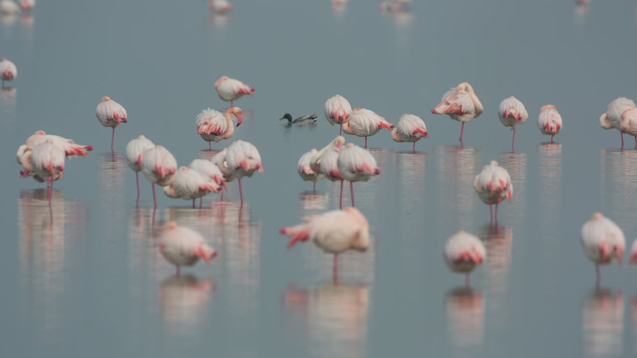 flamingos in shallow delta water in winter