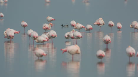flamingos im flachwasser des deltas im winter
