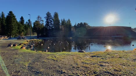 Ducks-enjoying-themself-in-the-sun-by-a-pond-in-early-wintertime