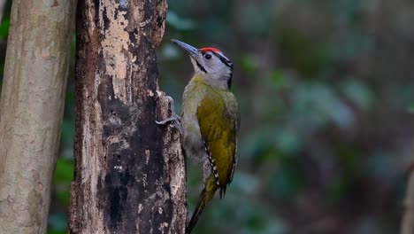 el pájaro carpintero de cabeza gris también se llama pájaro carpintero de cara gris se encuentra en muchos parques nacionales en tailandia y es muy particular en la elección de su hábitat para que prospere