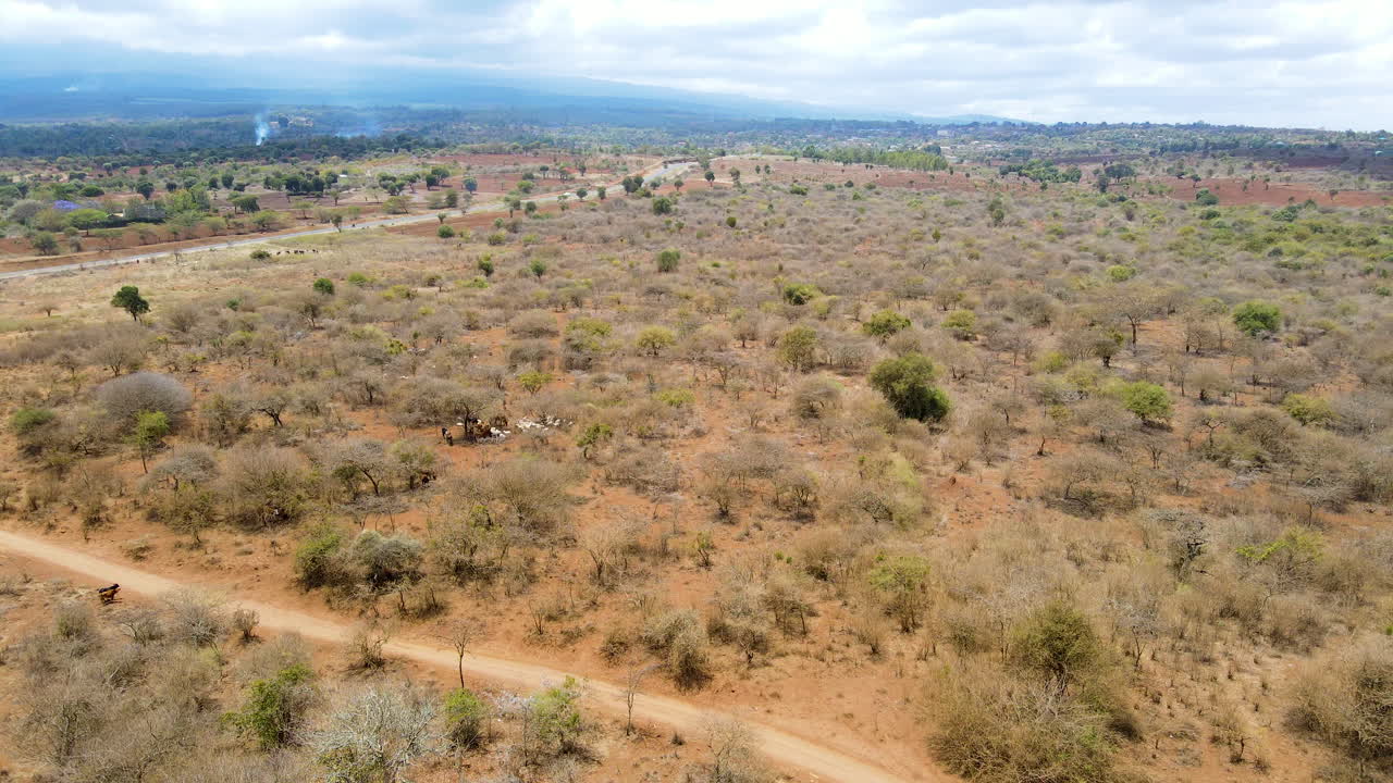 Panoramica aerea di mucche selvatiche in piedi in un bellissimo paesaggio rurale in Kenya