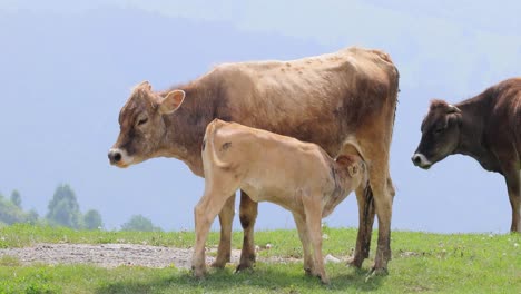 vacas a pastar juntas num campo. vacas a correr para a câmara.