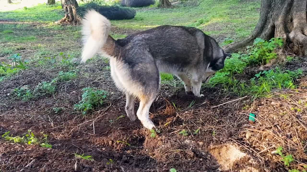 : Side View of Cute Siberian Husky Dog Digging a Hole in Soil and Dirt Under a Tree. Funny Domestic Pet Behavior and Instincts Outdoors in Nature Park