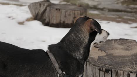 A-australian-sheppard---kelpie-mix-looks-off-into-the-distance